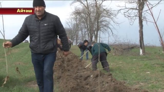 Хасавюртовский лесхоз - Посажено 3500 деревьев