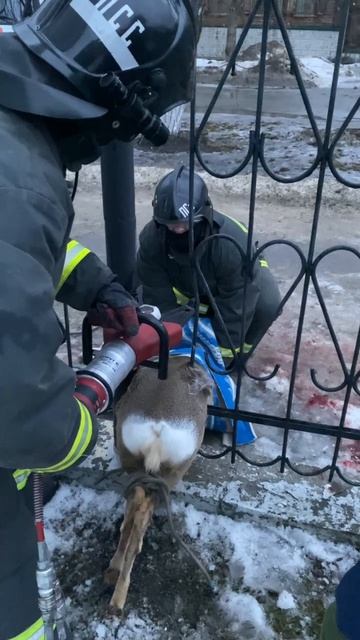 🥹 В Ульяновске косулю, застрявшую в заборе, спасли и передали в зоопарк #ульяновск