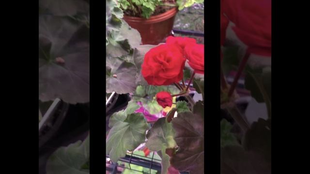 31-01-2025. Сортовые Пеларгонии 🌺