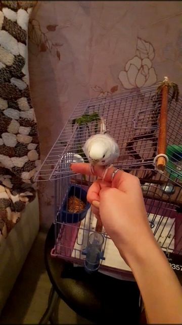 Миссия выполнена! Приручили!