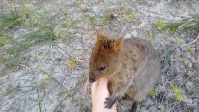 Квока Setonix brachyurus або короткохвостий кенгуру - найбільш усміхнена тварина