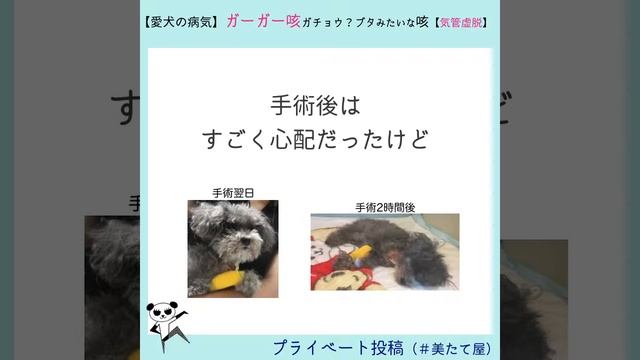 犬の咳【気管虚脱】を名医に手術してもらいました【2019.07】