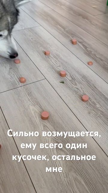 Возмущенная 😡 собака #husky #хаски #собака #животные #собаки #siberianhusky