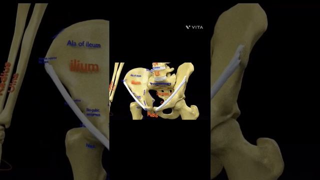 Watch medical videos in 3d for free on our channel, with all the information you need!