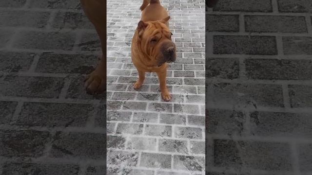 2025-01-31-204156201.mp4