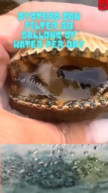 3 FACTS ABOUT OYSTERS🦪🦪🦪 #shortsfeed #shortsvideo #shortvideo