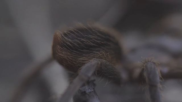 Megaphobema mesomelas - Wild Tarantula Documentary