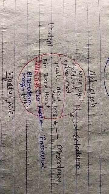 Bsc 6th semester UNIT 7  EARLY VERTEBRATE DEVELOPMENT