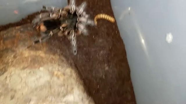 Aphonopelma Seemanni Feeding!