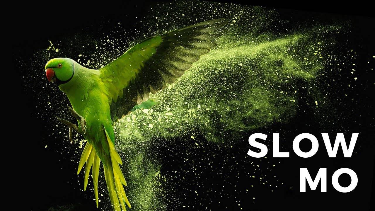 Удивительная природа и сверхзамедленная съемка #meditation #relax