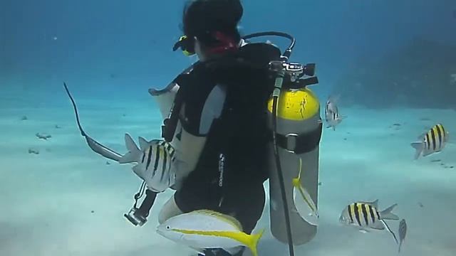 Sting Ray City Dive Grand Cayman.mov