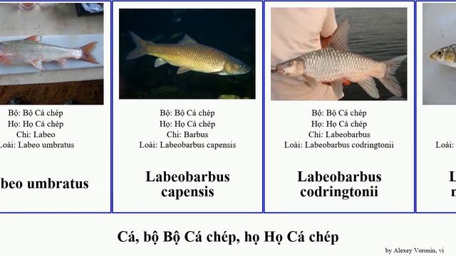 Cá, bộ Bộ Cá chép, họ Họ Cá chép notropis barbus labeo labeobarbus gila rasbora chi salmophasia