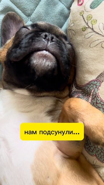 Кажется это не французский бульдог, а кролик! 😂 #кролик #французскийбульдог #бульдог #сон