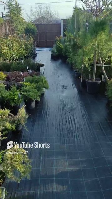 Все хотят это растение!!! А знаете ли вы его_ #сад #дача #garden #nature