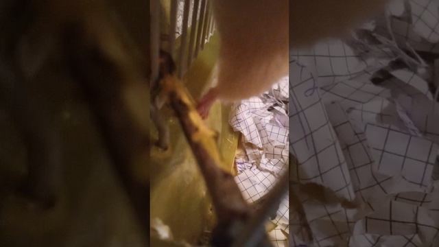 крысинные бега