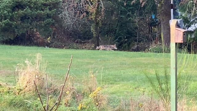 Nature Bits 2021: Coyote Stroll