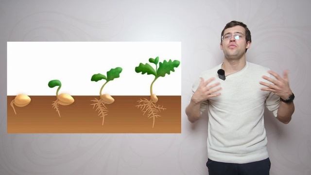 Как развиваются растения