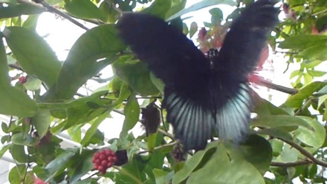 Butterflies at Wisley -  Mormon - Papilio memnon -  Calliandra tergemina flowers - Fiðrildi