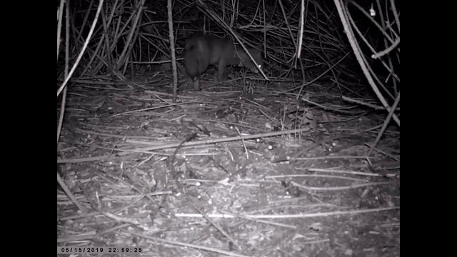 2 Test by night - Trail camera HC-800A - fox-cub