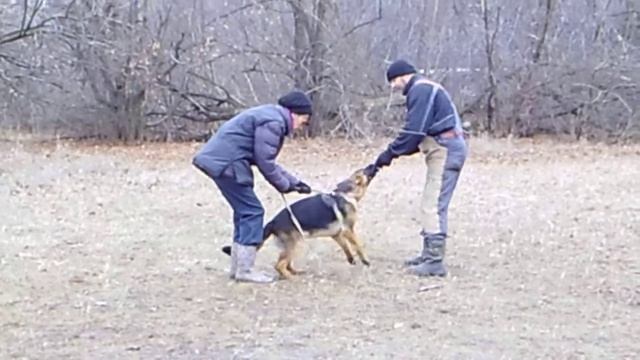 малышка Фиджи .первые шаги в защитном тренинге 15,12,18