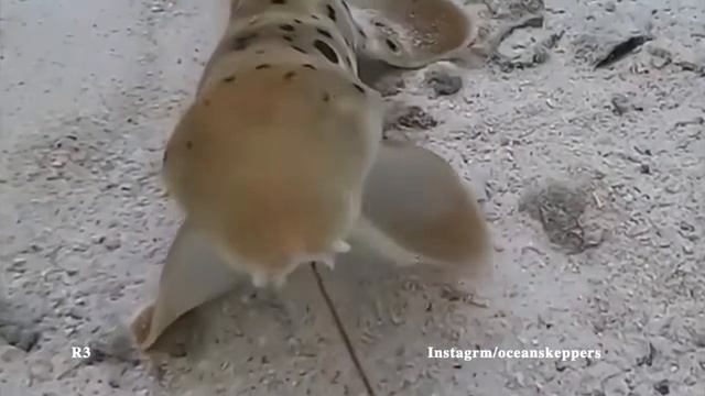 A shark with the ability to walk? Epaulette Shark (Hemiscyllium ocellatum)