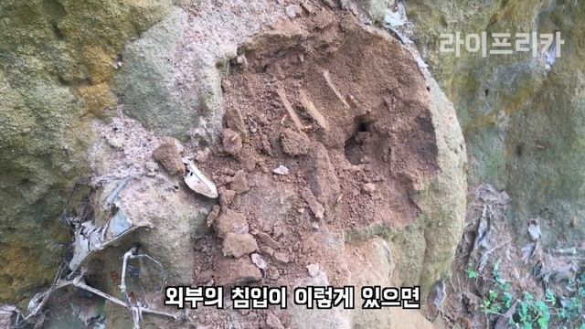 흰개미가 버섯을 키운다고!? 아프리카 흰개미집 탐방기!!