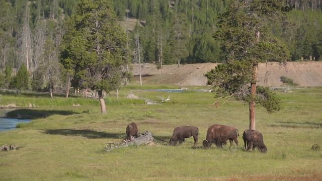 Yellowstone park officials are looking into a video that shows a bison charge a 9-year-old girl