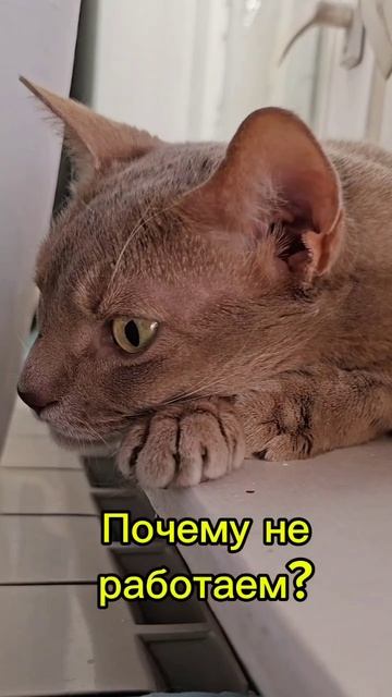 Почему не работаешь? #cat #смешнойкот