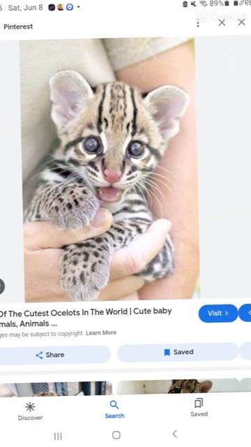 So CUTE! #cute #ocelot