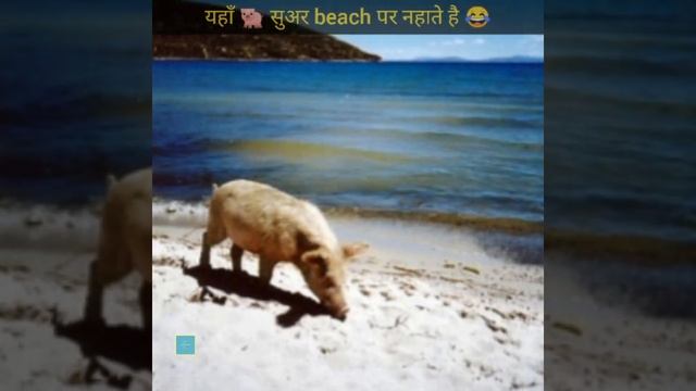 यहाँ के beach पर सुअर नहाते हैं 😁 | pig beach | #shorts #factgun #pigbeach #bahamaspigbeach