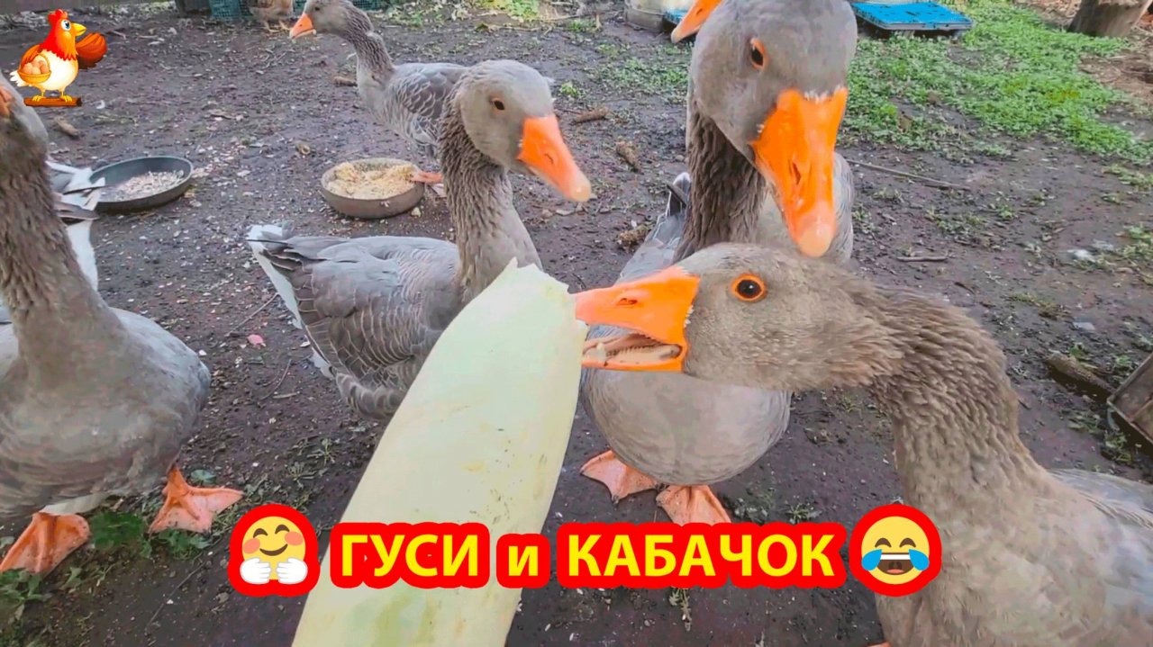 Ландские гуси кусают зубами кабачок ❣️🤗😍