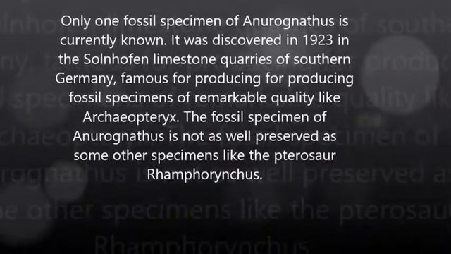 Anurognathus