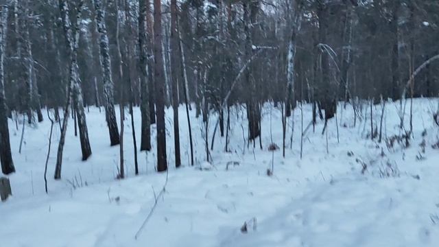 В лесу: 2 базовых эффекта, используемые современными манипуляторами от пропаганды, смарт-зомби 🦹