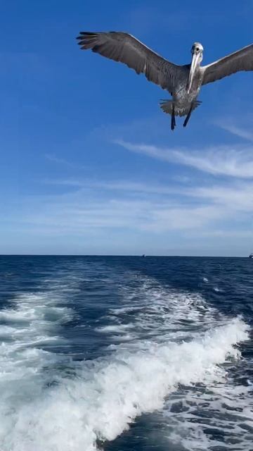 Pelicans wanting unused bait in Cabo