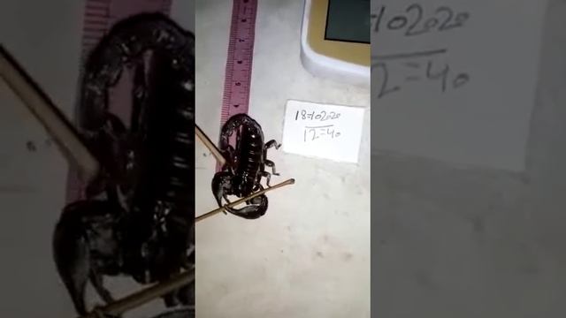 Healthy and Active Scorpions Available For Sale