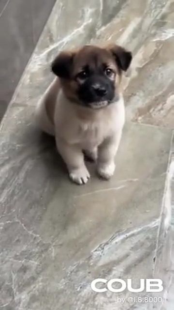 Милота.