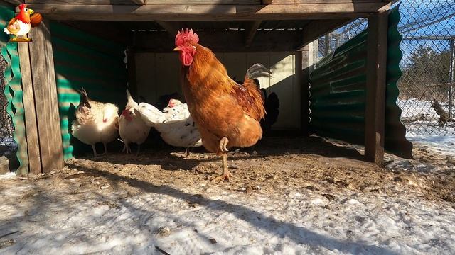 Зимняя прогулка кур несушек под навесом на соломе ❄️☃️😍 (2)