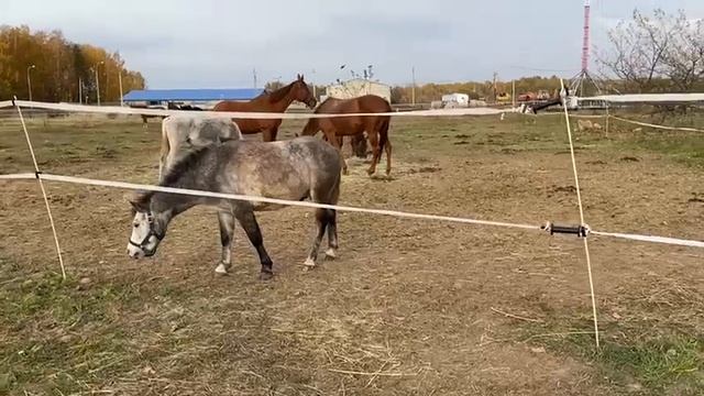 Электропастух Агри 500 для лошадей с лентами! Отзыв из Владикавказа - узнай все плюсы электропатух