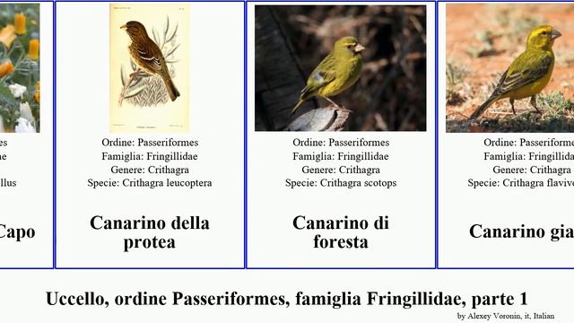 Uccello, ordine Passeriformes, famiglia Fringillidae, parte 1 canarino carduelis beccogrosso del