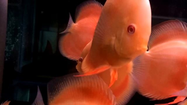 Albino Red Cover Discus