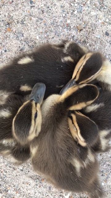 Pile Of Duck