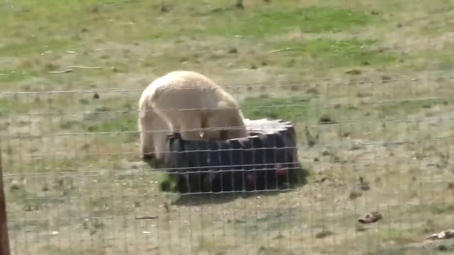 Polar Bear Family - Flocke Mum to triplets; Indiana, Yuma & tiny tot Tala Playing in the Water