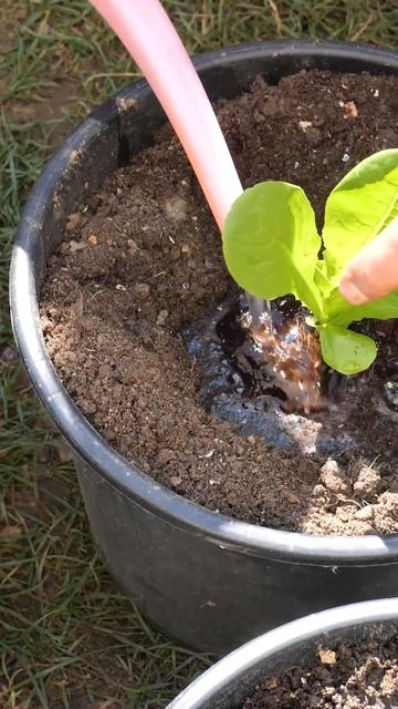 Growing Romaine Lettuce from Seed - Container Garden