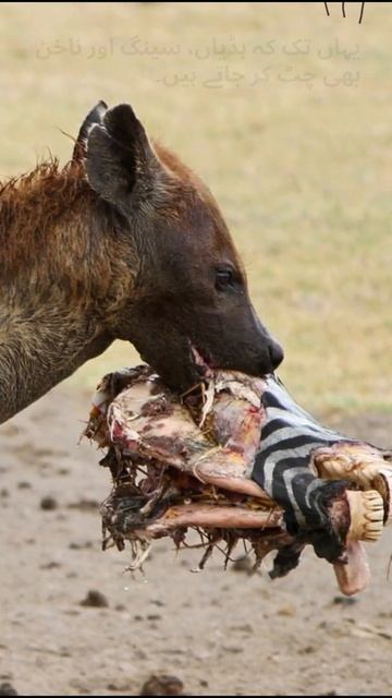 Hyenas have the strongest bite in the world | Short video No. 5