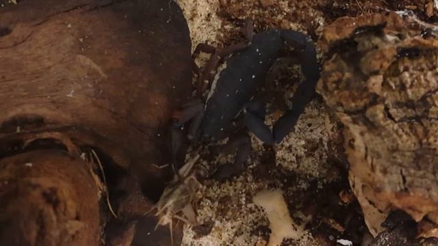 Bark scorpion stinging prey