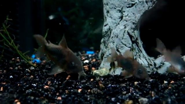 repas de mes corydoras aeneus (1)