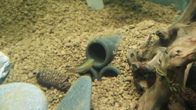 Young pair of Apistogramma Hongsloi