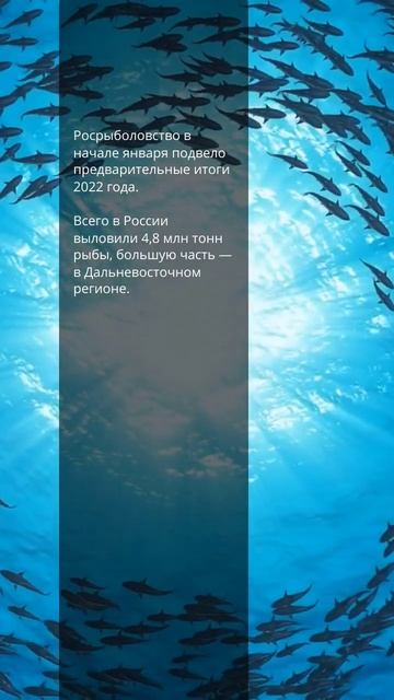 За 2022 год в России выловили 4,88 млн тонн рыбы и морепродуктов