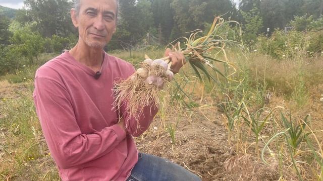 Garlic cleanse for parasites