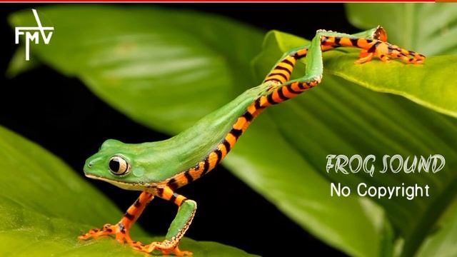 Frog sound effect 15 | Copyright free frog sound effect | Free music vander.